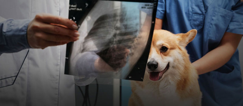 Pet X-Ray Services in Mumbai