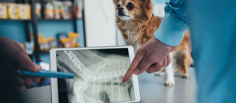 Portable Pet X-Ray Service at Home in Bhayander